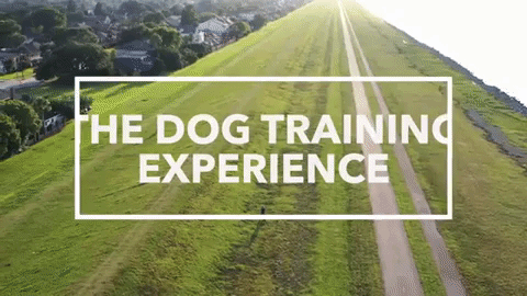 dog training drone